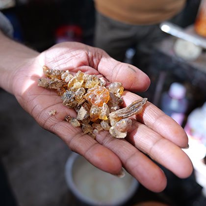 Hand holding small pieces of gum arabic.