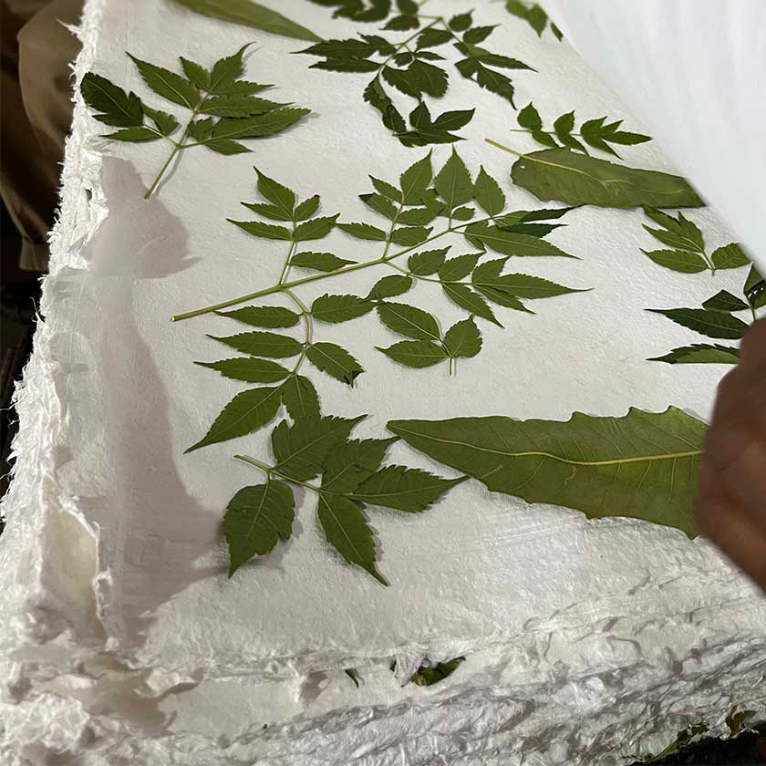 Detail of fresh leaves placed between sheets of handmade paper before they are pressed.