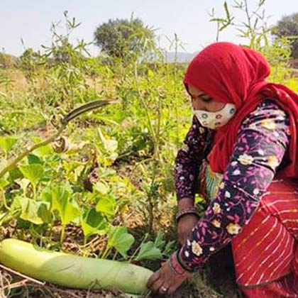 Lady practising organic farming and harvesting vegetables.